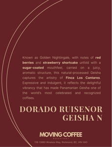Cantar Dorado Ruisenor Geisha N