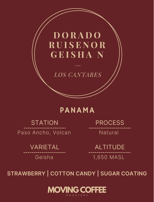 Cantar Dorado Ruisenor Geisha N