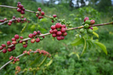 Gesha Village Bench Maji Gesha N