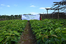 Gesha Village Bench Maji Gesha N