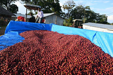 Gesha Village Bench Maji Gesha N