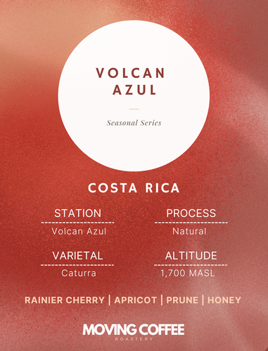 Volcan Azul Caturra N