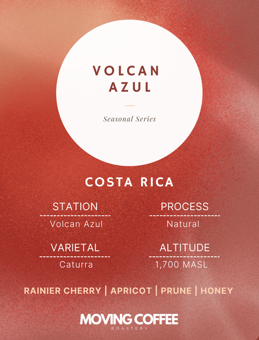 Volcan Azul Caturra N